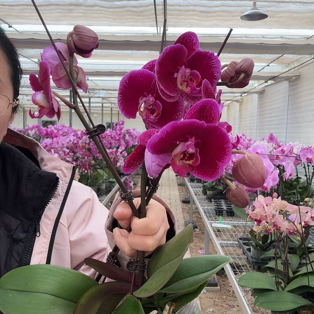 完全开放黑玫瑰1颗，