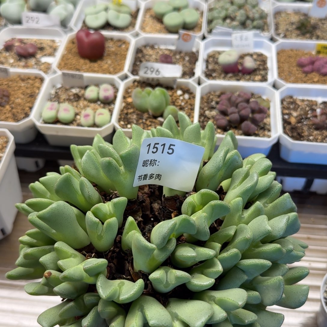 多肉植物多肉植物