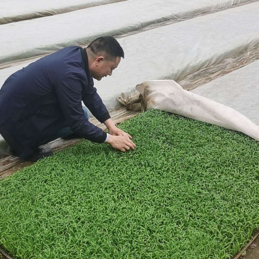 抗老化育秧无纺布，所有购买了无纺布的朋友，咱会发技术视频给大家