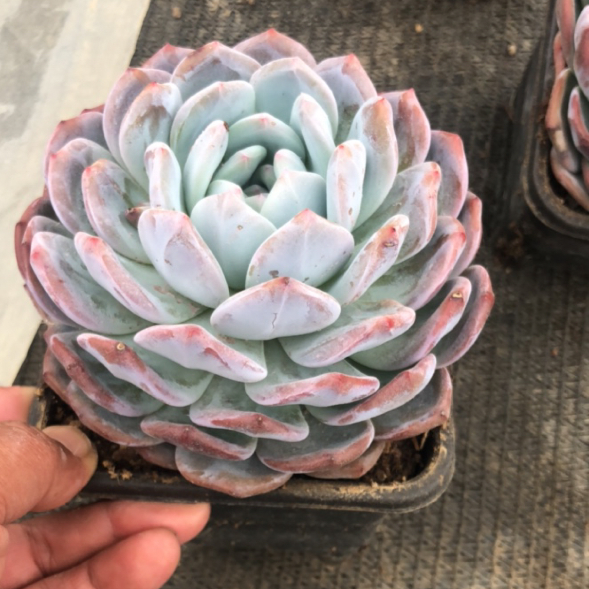 单头橙子多肉植物