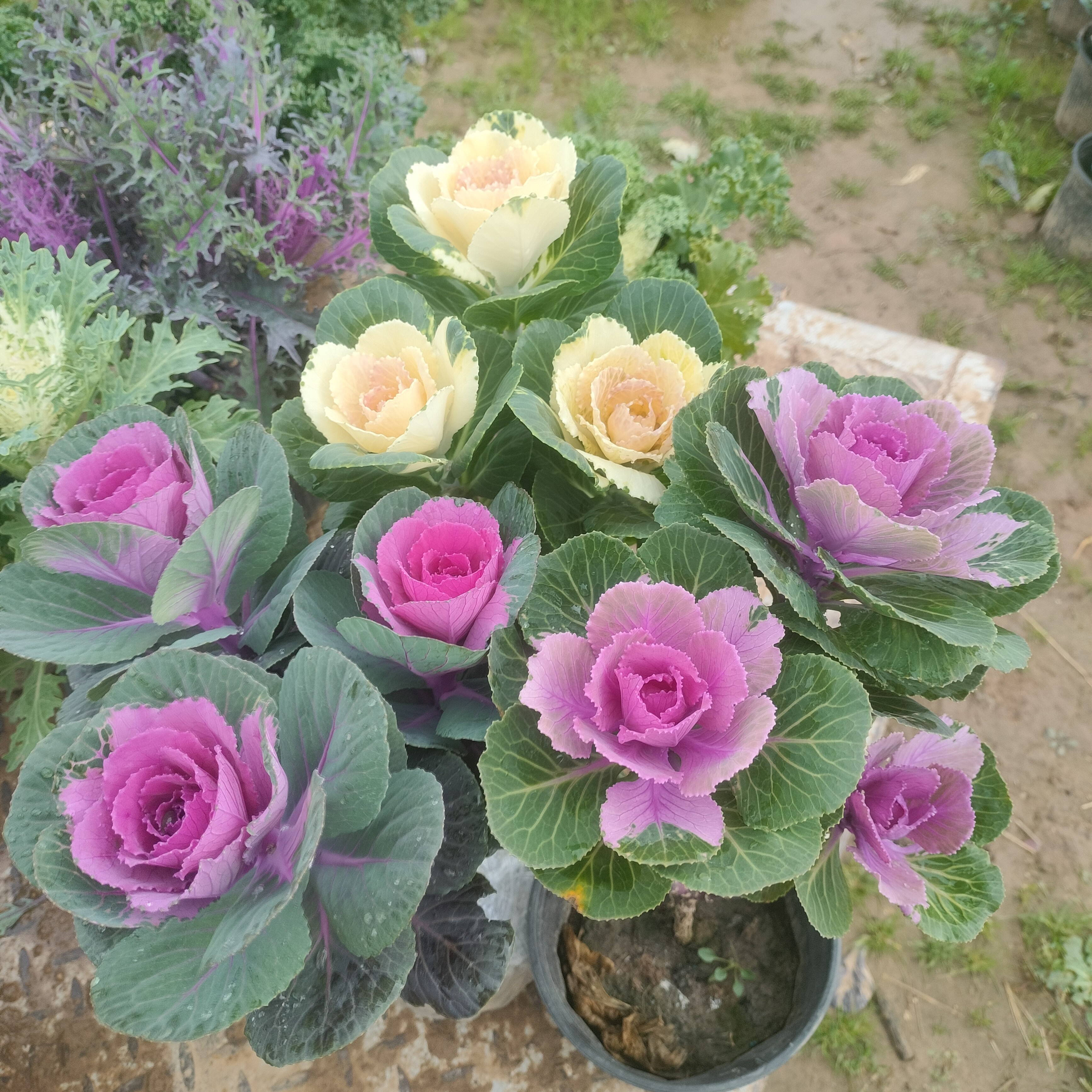 一元福利羽衣甘蓝花卉花卉盆栽