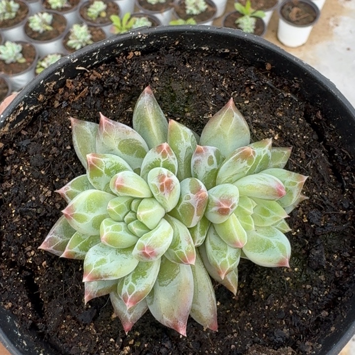 青禾美人 双头 一物一拍