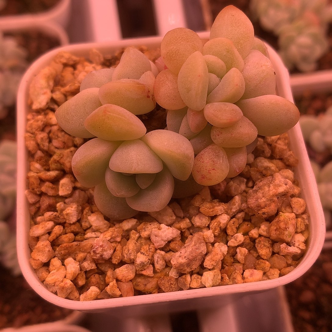 9头冰玉群生一物一拍