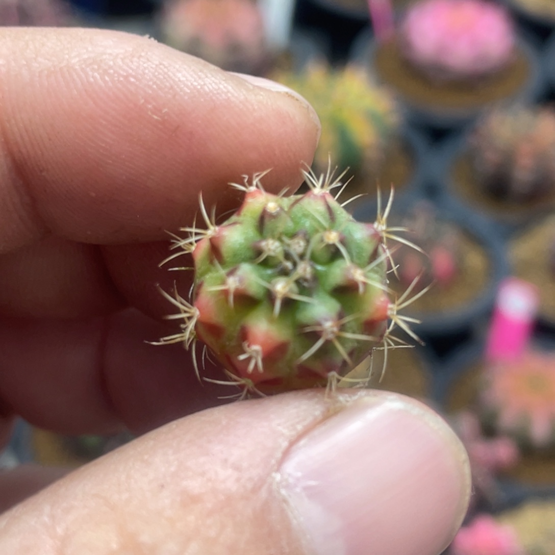 当前无花朵，栽培后可花朵烈焰红唇