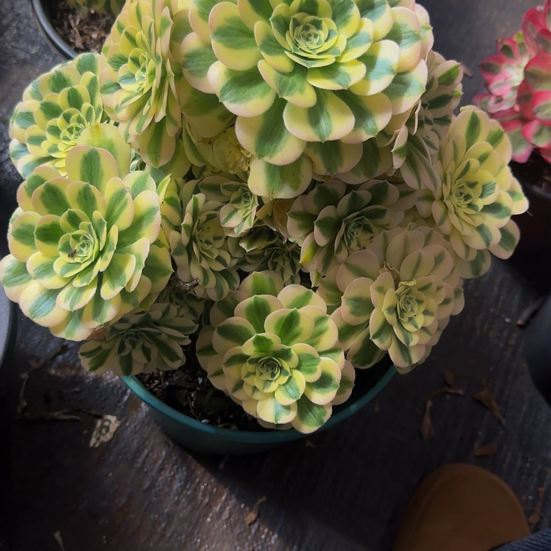 ～**～636多肉植物法师