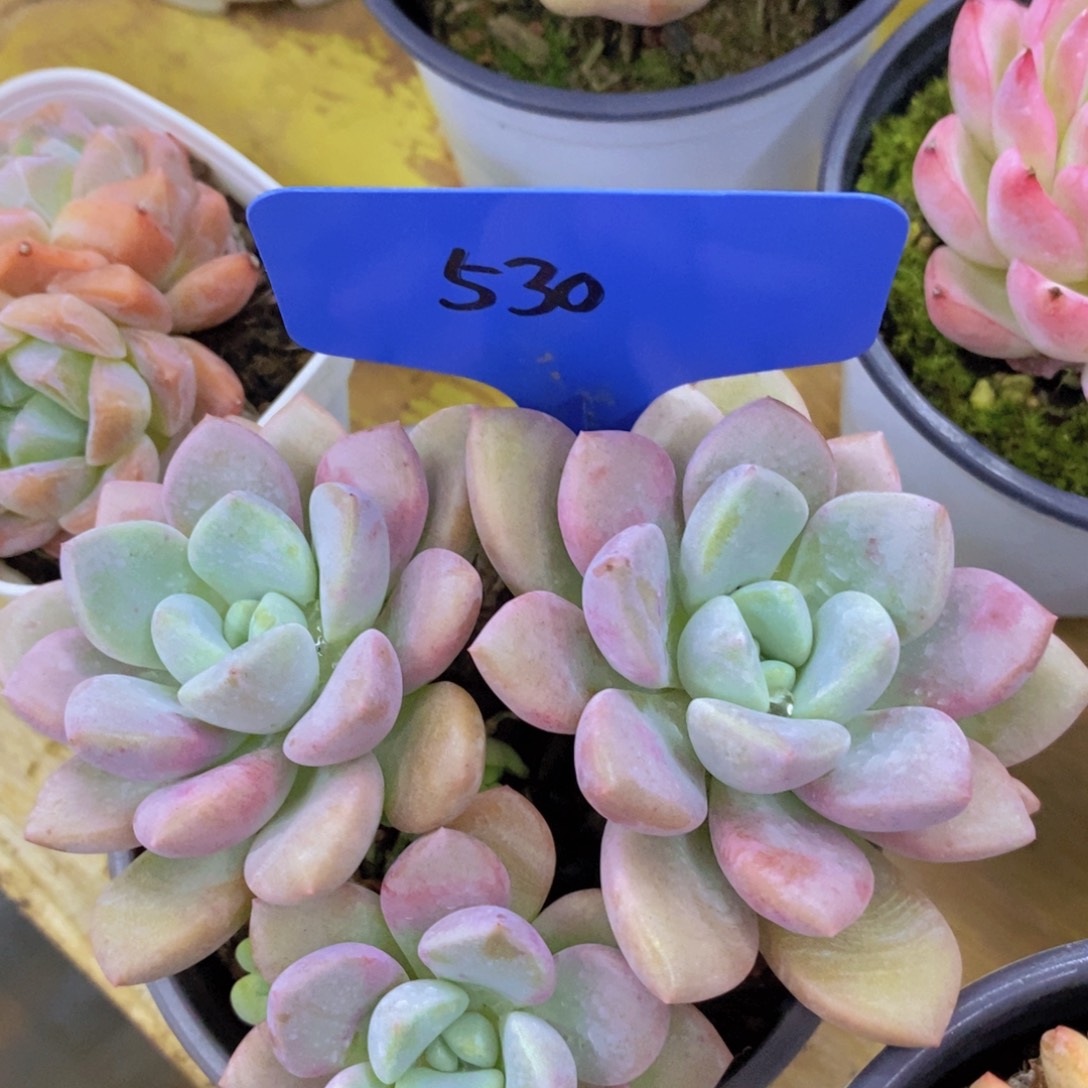 开心多肉，每月专场