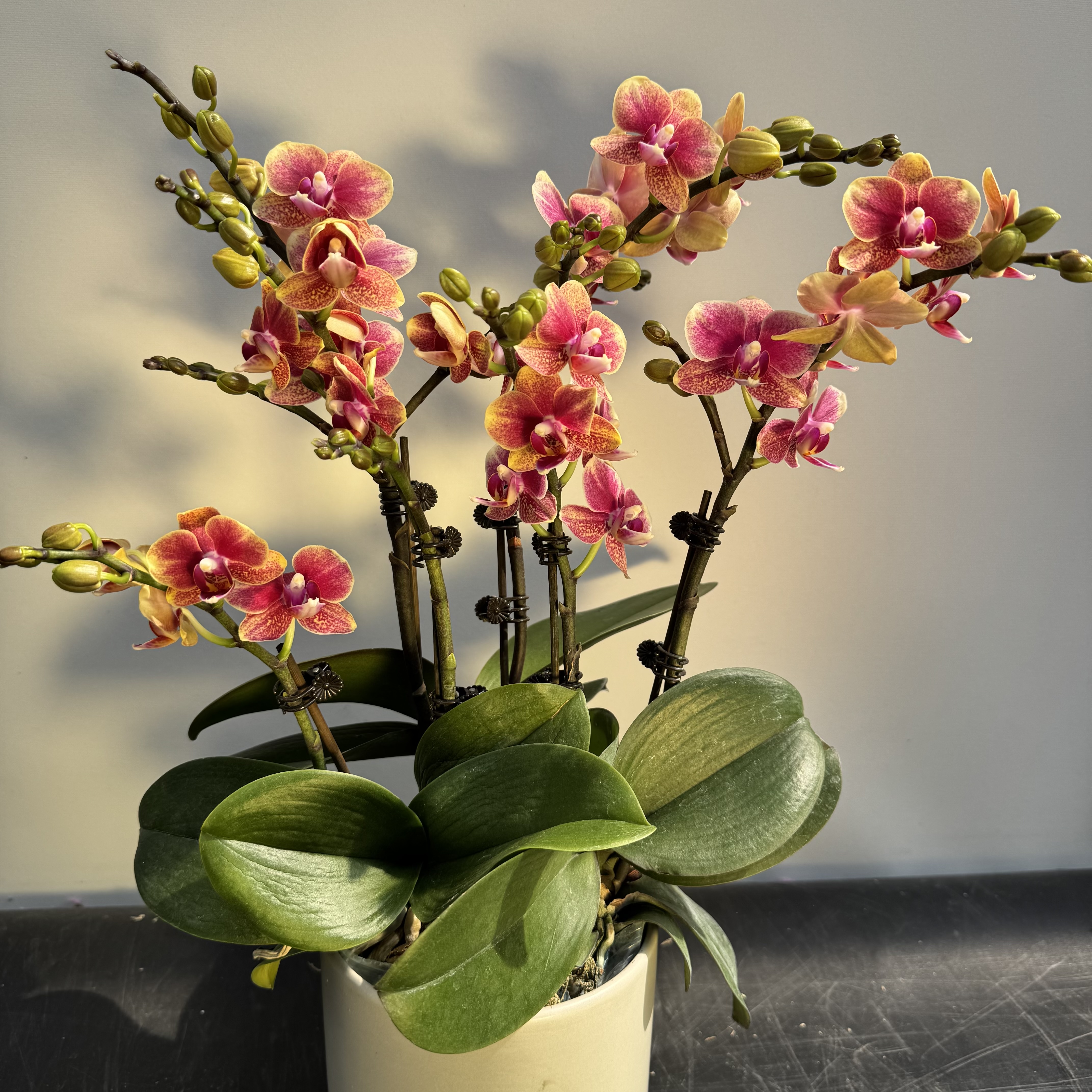 【金蝶】双花剑清新感带花带花苞室内前台喜事乔迁送礼懒人蝴蝶兰电