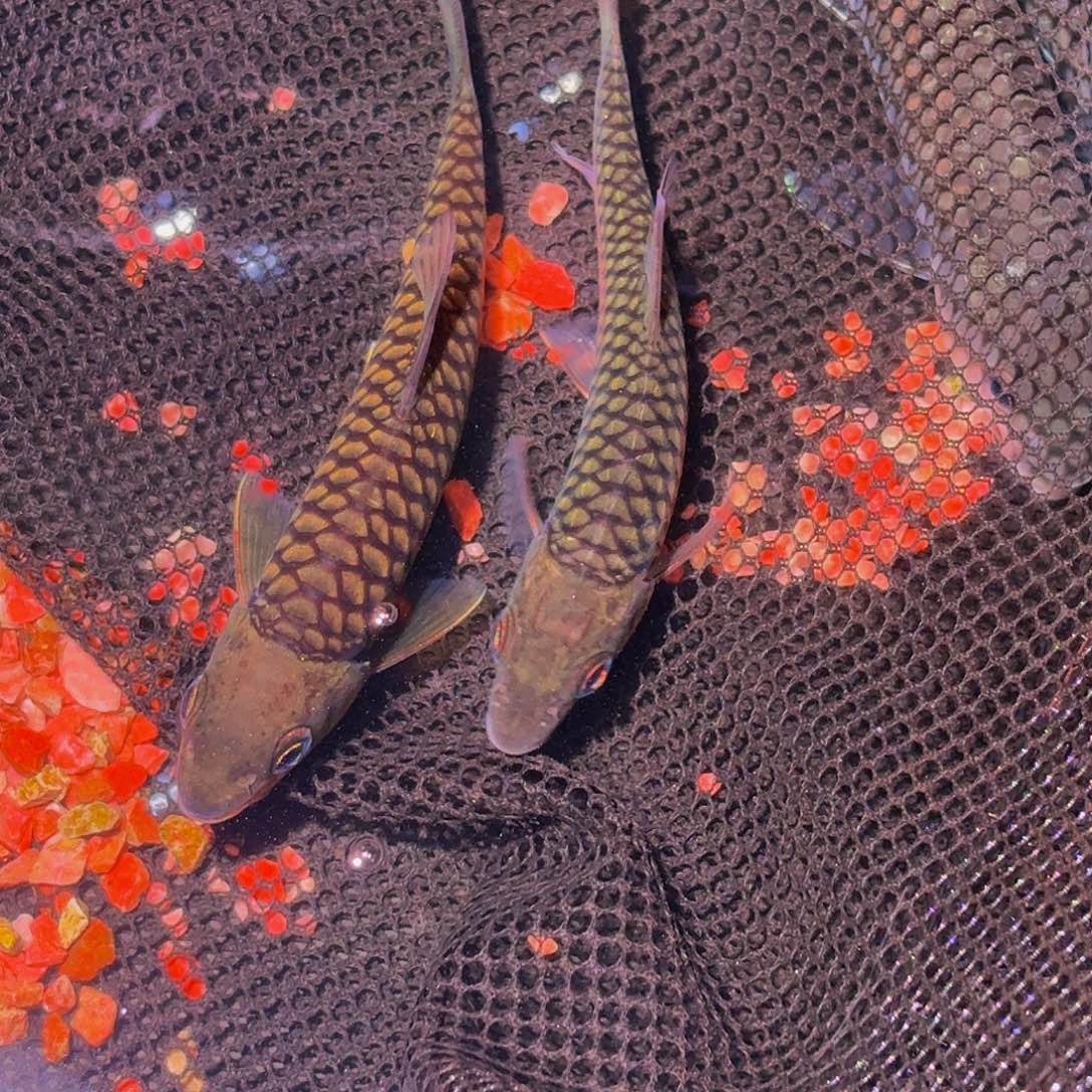 吉罗鱼马来西亚巴拉 国结