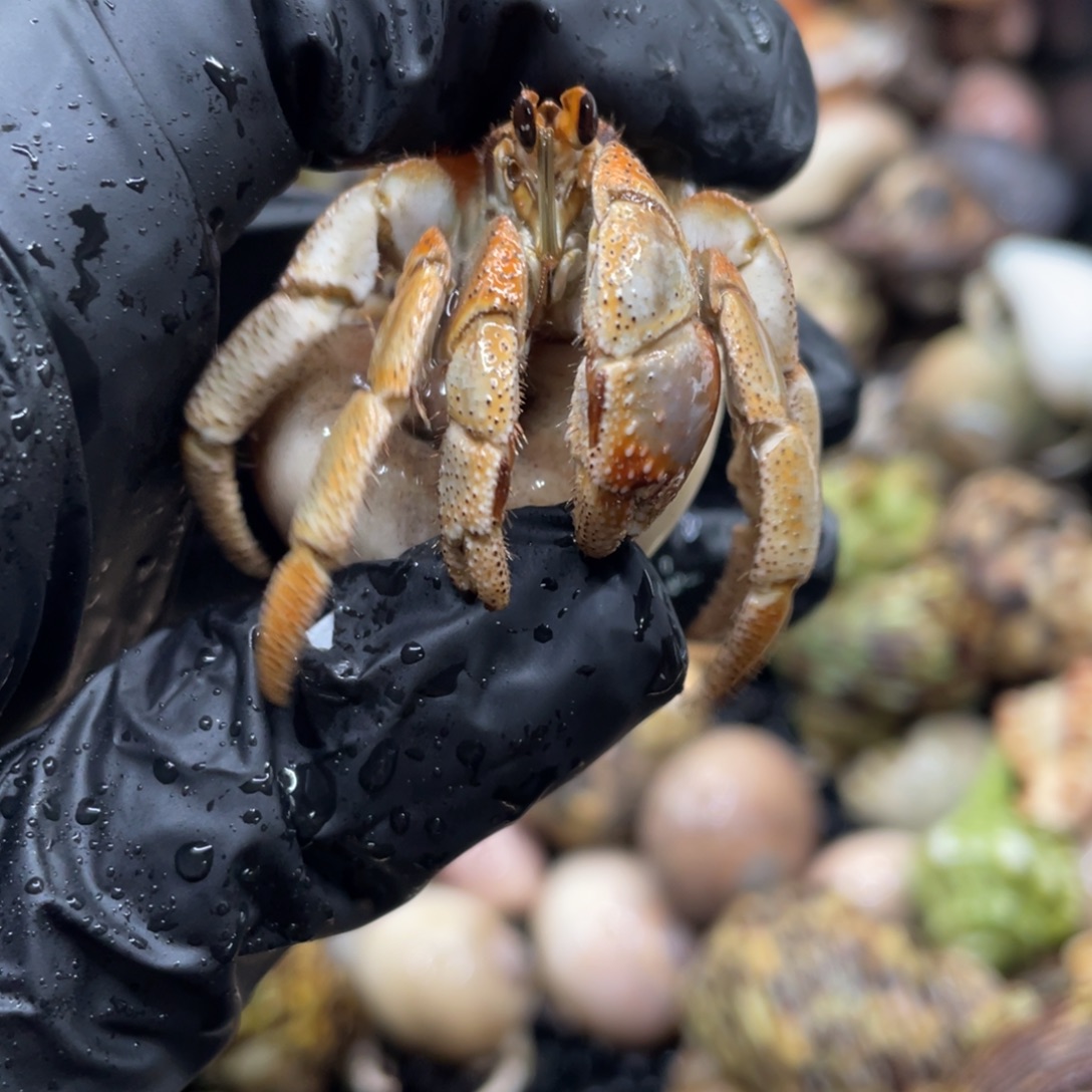 不退不换谢谢支持9