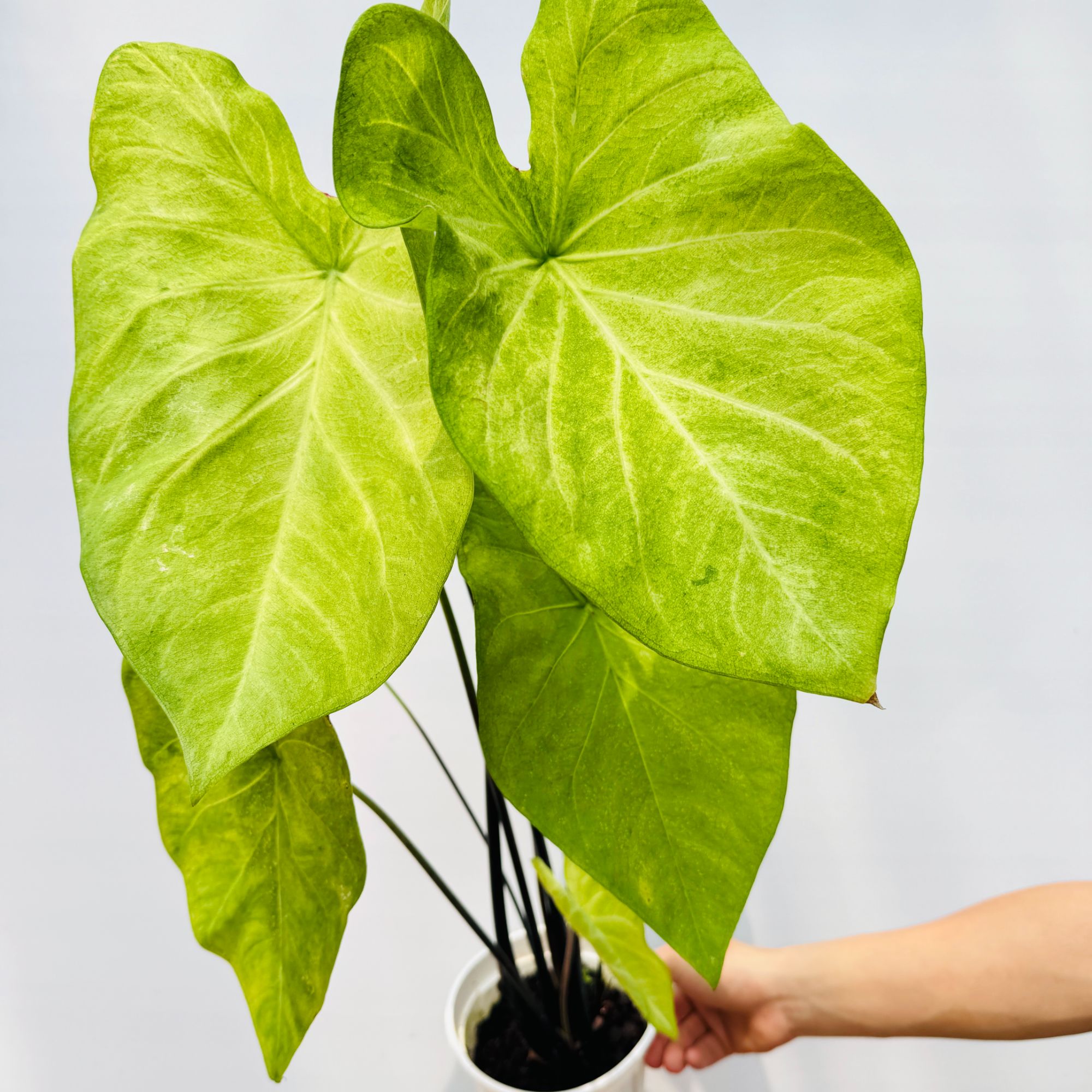 绿蛙  彩叶芋盆栽多年生草本 室内好养活 观叶植物阳台庭院可地栽