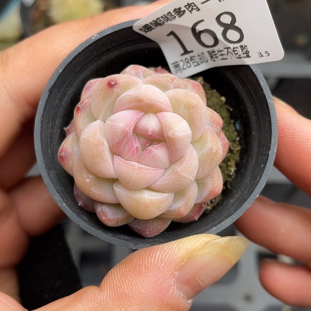 168 3.5一物一拍精品美肉