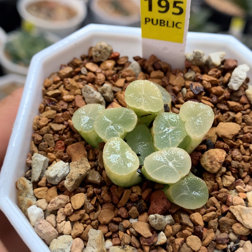 【闪购商品】195万象锦