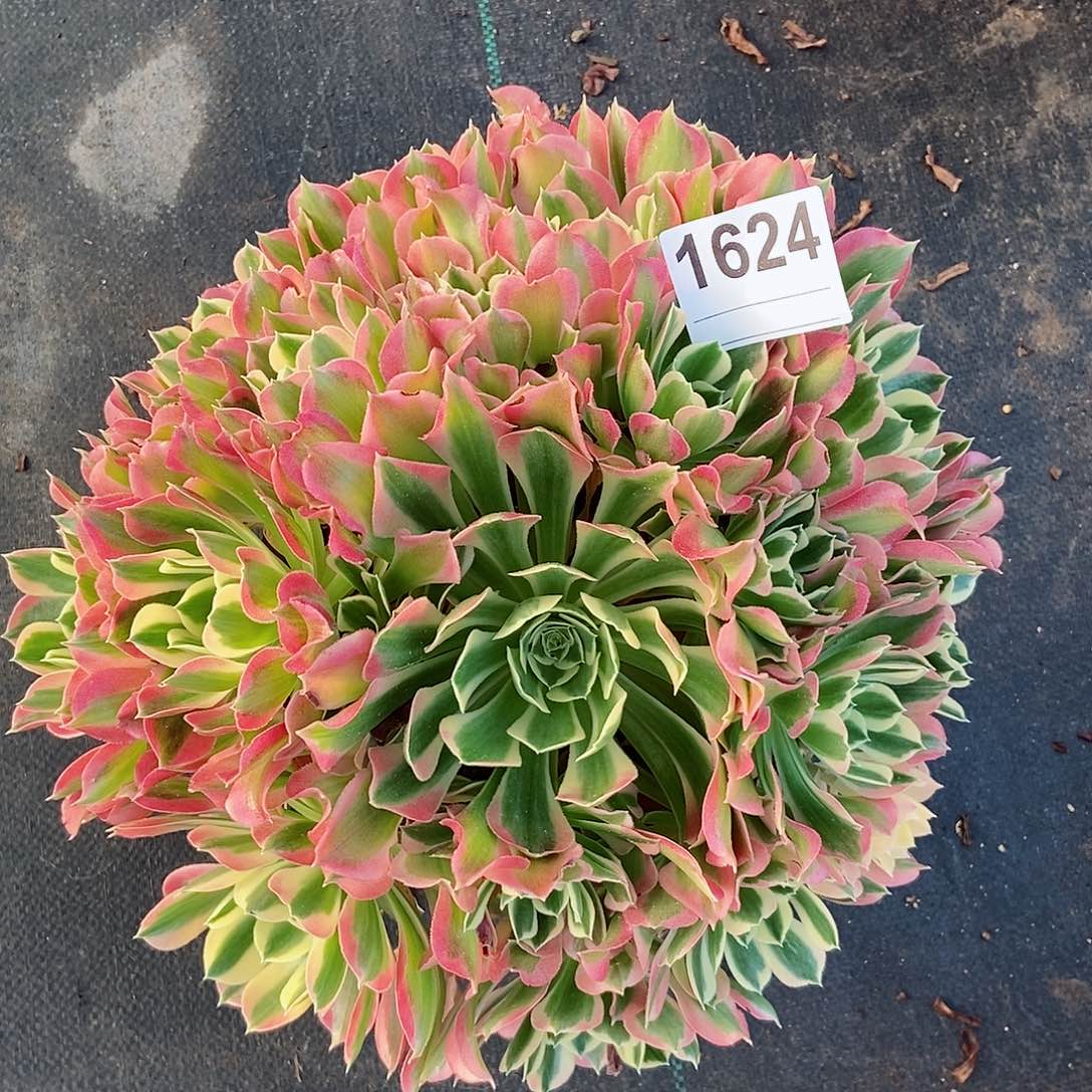 红陶1624白风4多肉