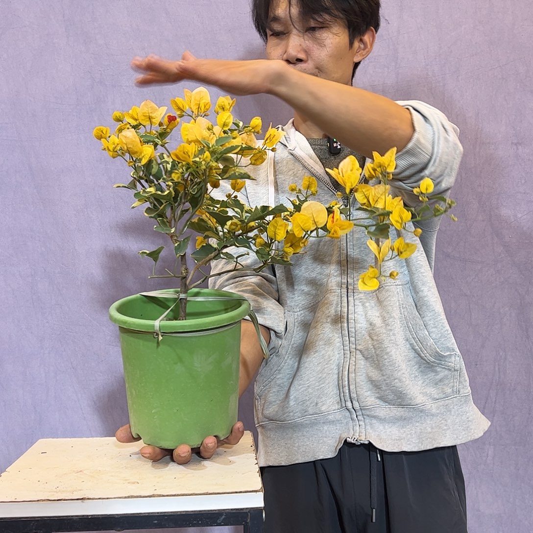 大量花朵（建议范围：8朵-15朵 或40%以上）黄马斯