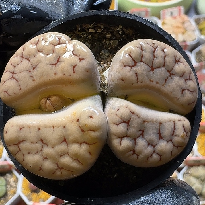 一***ღ生石花111111。  263