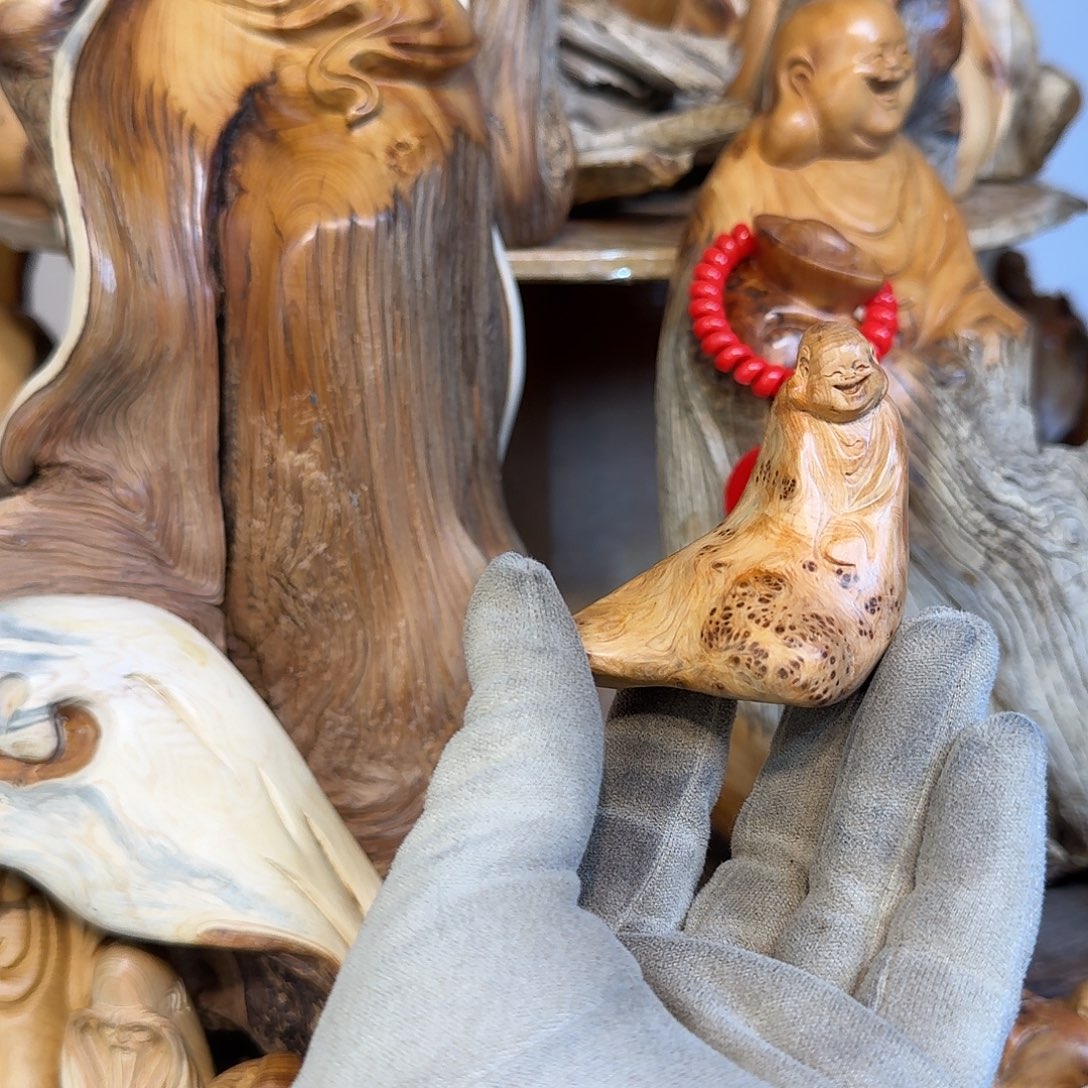 柏木（崖柏）666666666