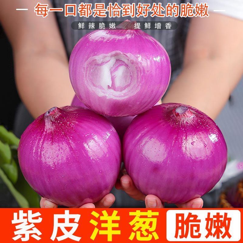 正宗水果扁洋葱紫皮洋葱现挖现发新鲜大洋葱甜味红皮大圆葱头