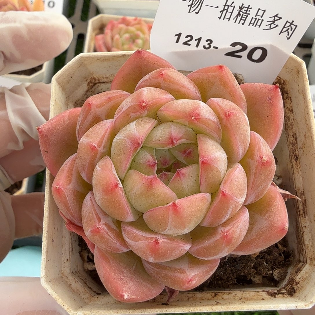 1213-20多肉一物一拍