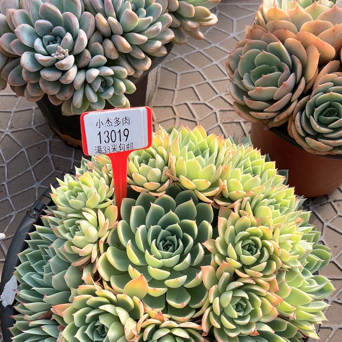 小杰三色基130019