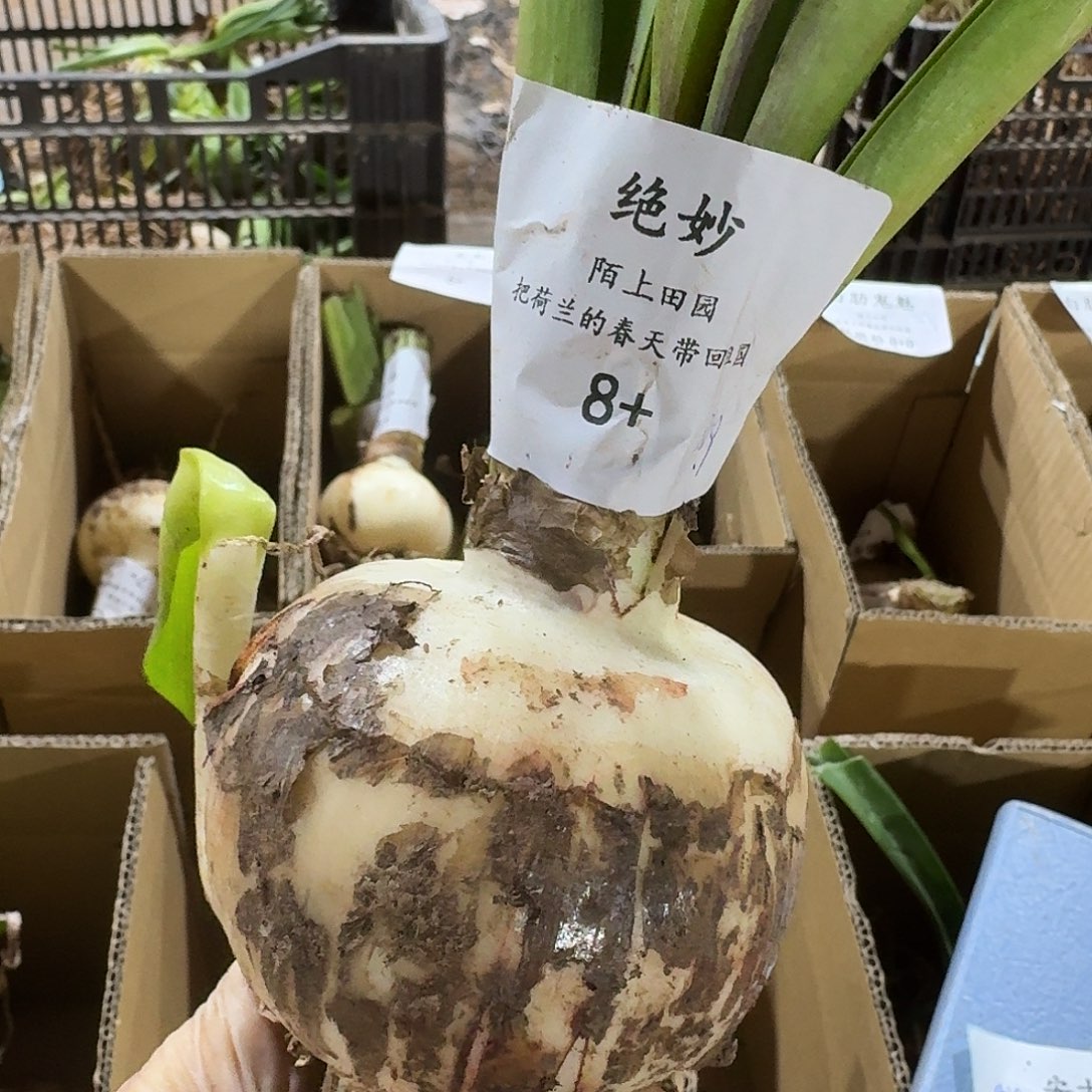 绝妙8+裸球闪购。 