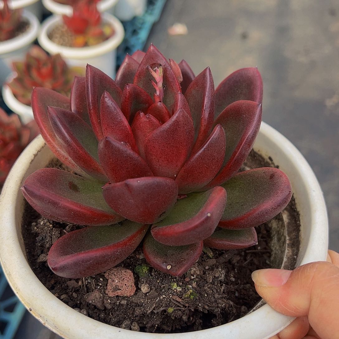 丰沛玫瑰大单头多肉植物