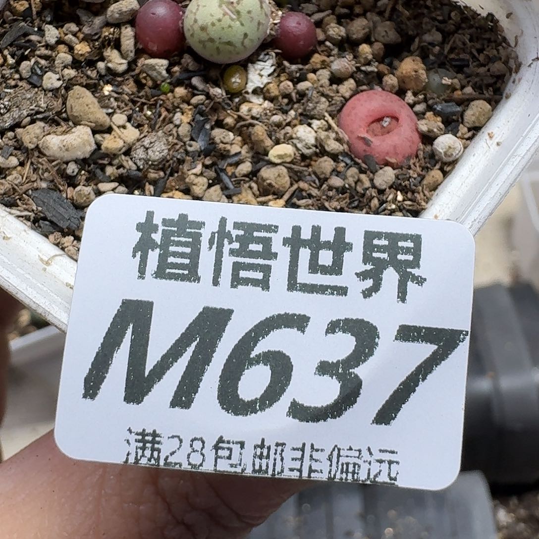 多肉植物的人生fgg