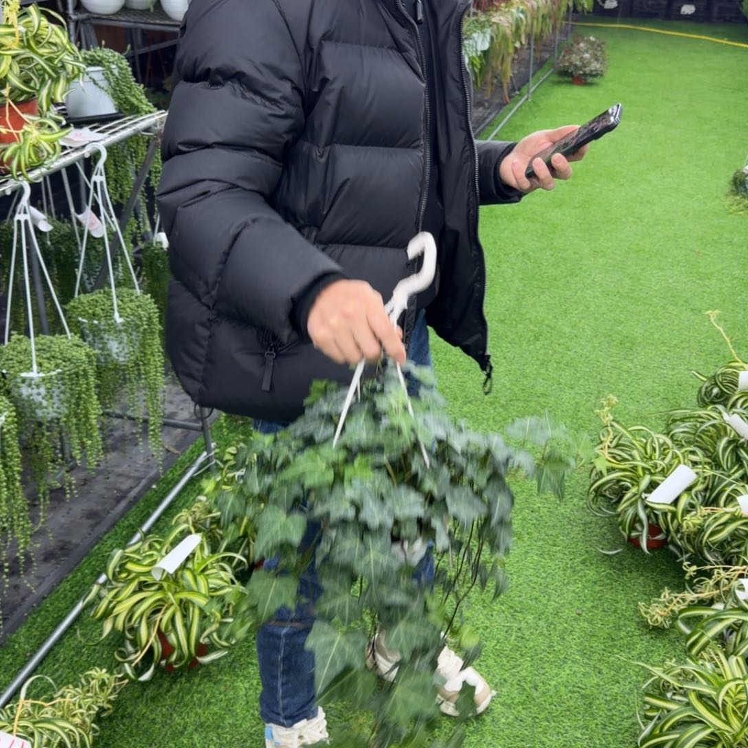 吴***抖常春藤喜阴好养喜水