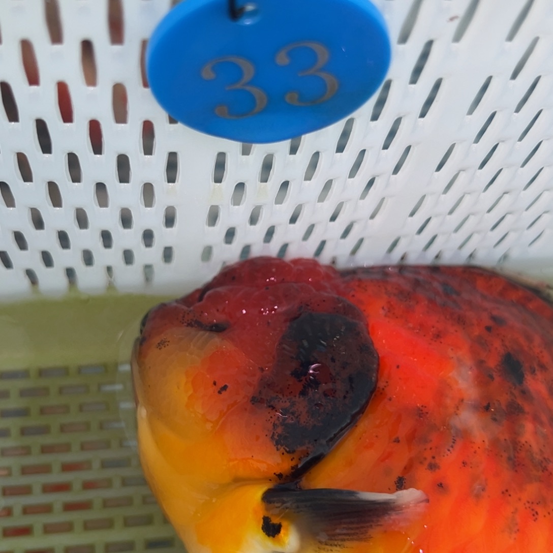 暖***玉金鱼你好吗我好想你