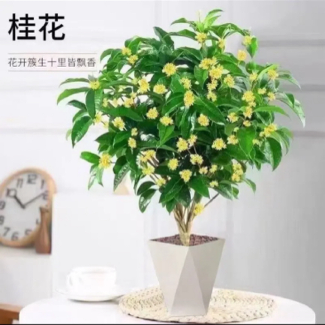 41-50高四季桂花树盆栽月月桂开花带香味室内外好养花卉绿植