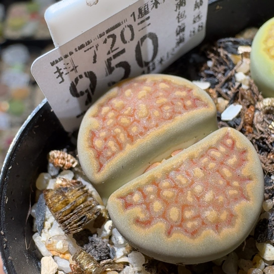 Sss精品便宜出950