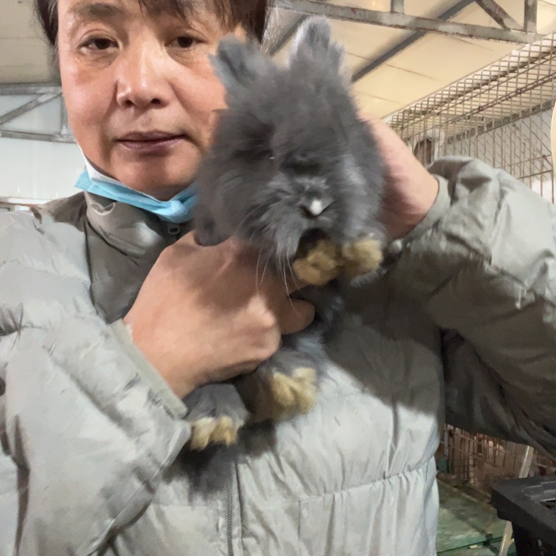 英系安哥拉宠物兔子