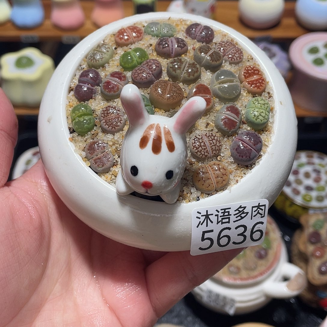 带盆土植物 一物一拍5636