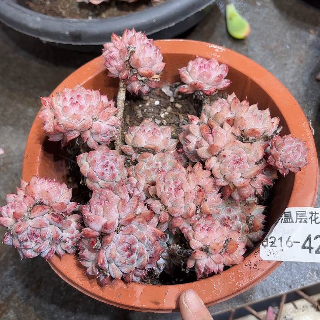 同温层多肉霜花423