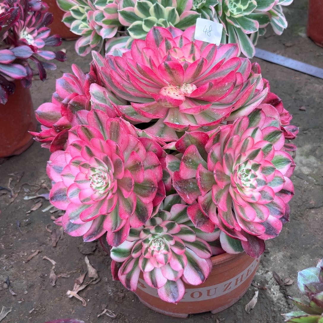 多肉植物倾城 048