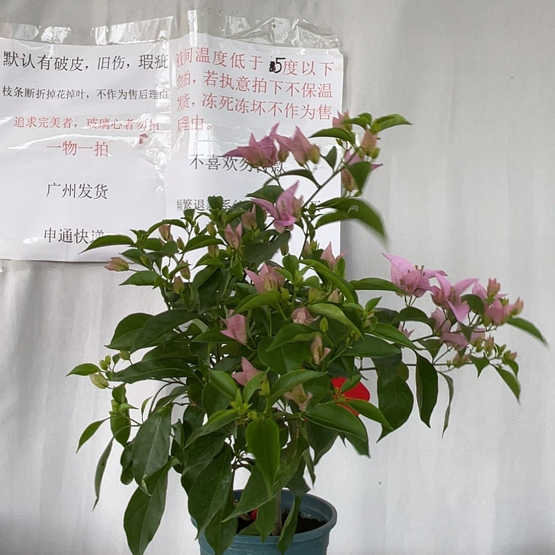 当前无花栽培后可以开花15新加坡大宫粉