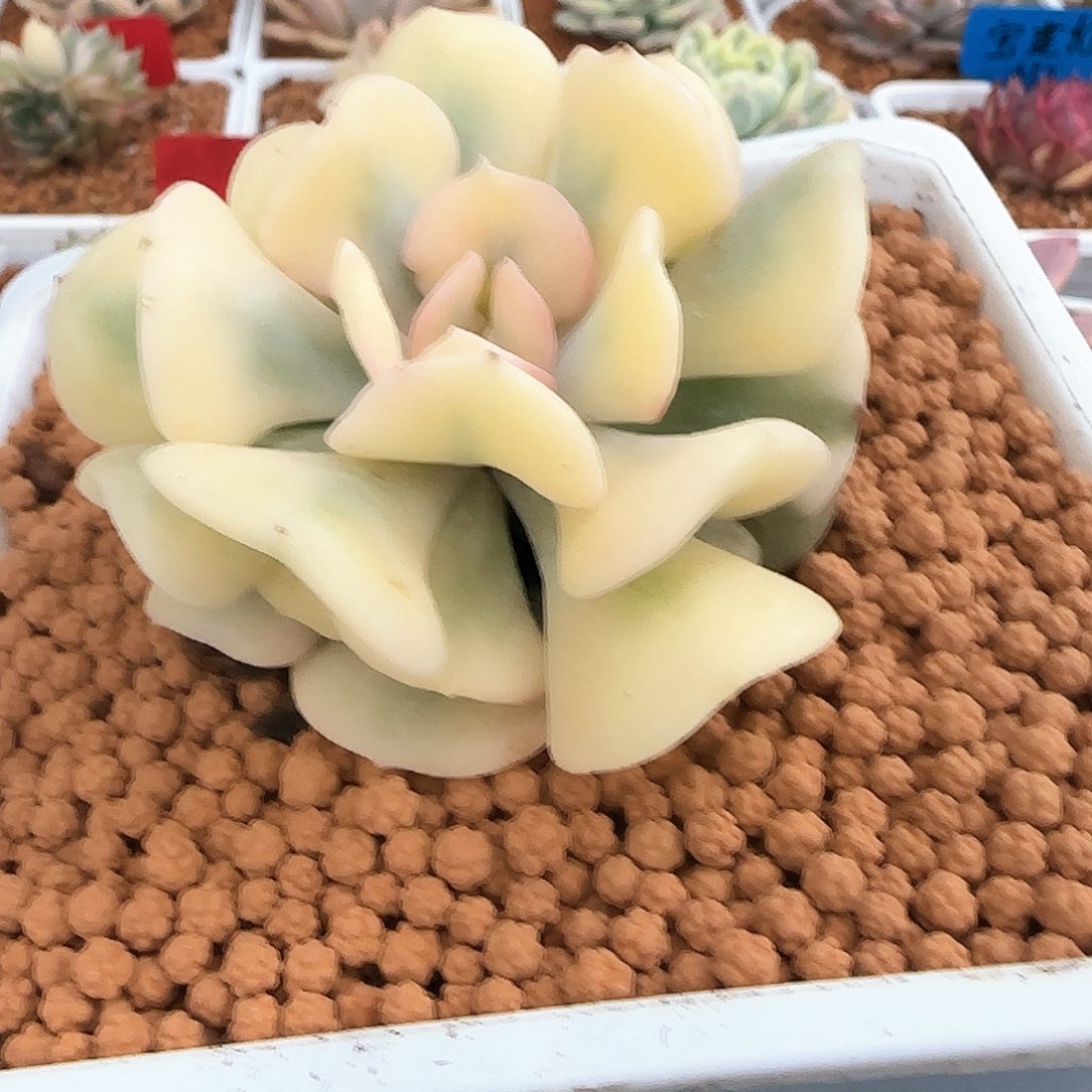 血精灵金多肉植物