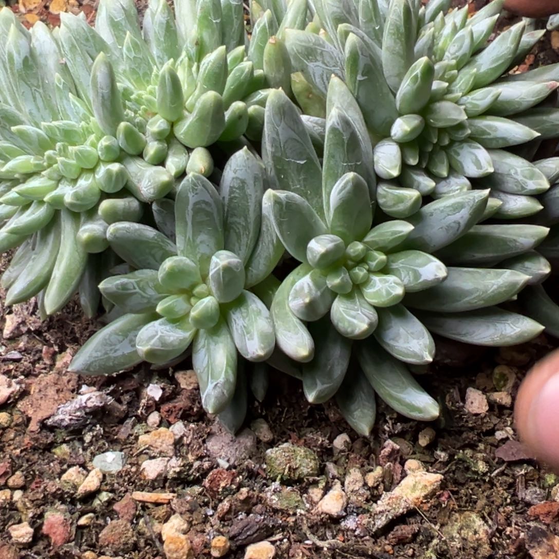 肖***歪炫彩星缀多肉植物35