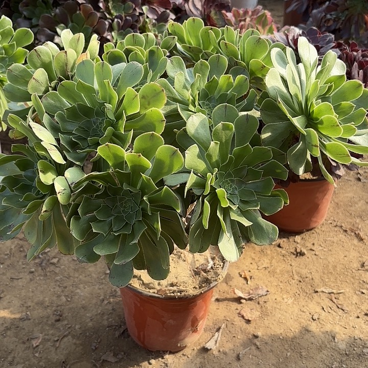 多肉植物原始绿25