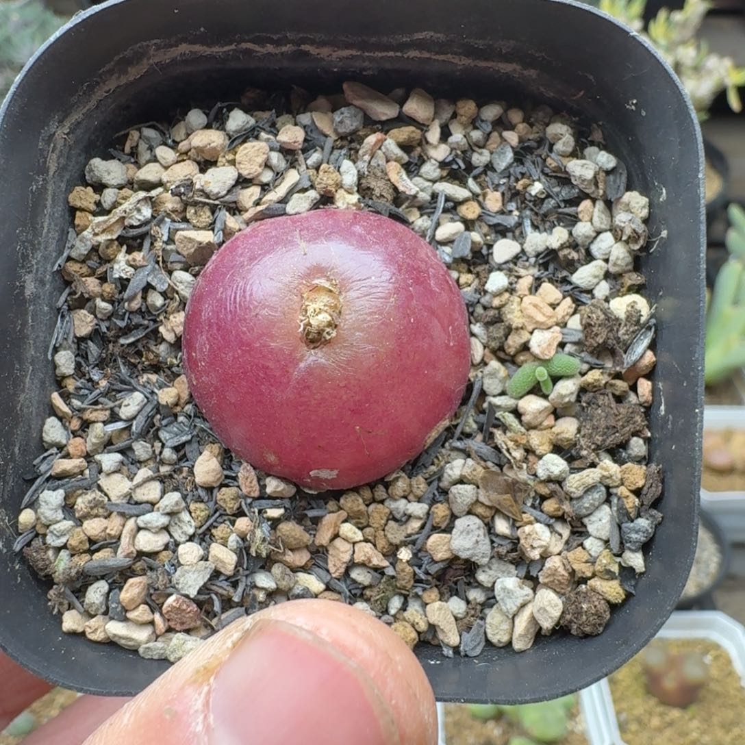 灯泡2.8cm多肉。