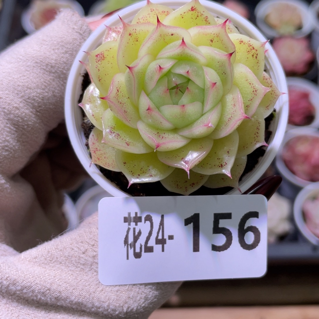 花利美24-156麦秆