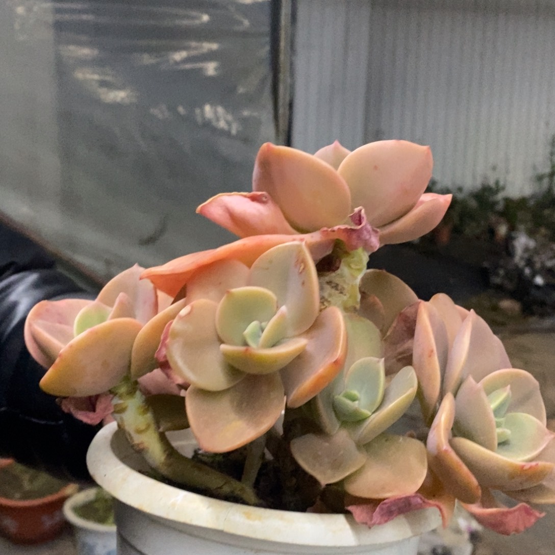 贺氏多头群生手捧，180杯