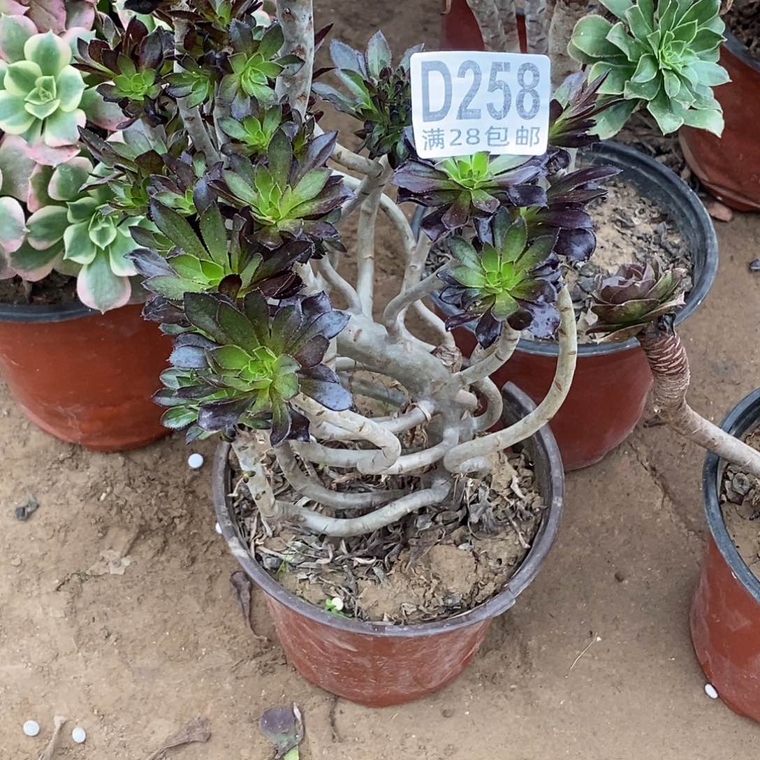 去***泰258多肉植物不包断枝
