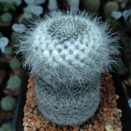 桐***生实生日系恋山彦不带盆