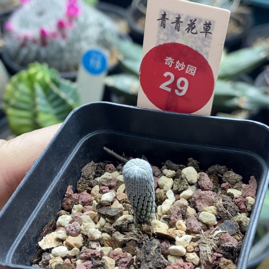 实生精巧丸一颗仙人球