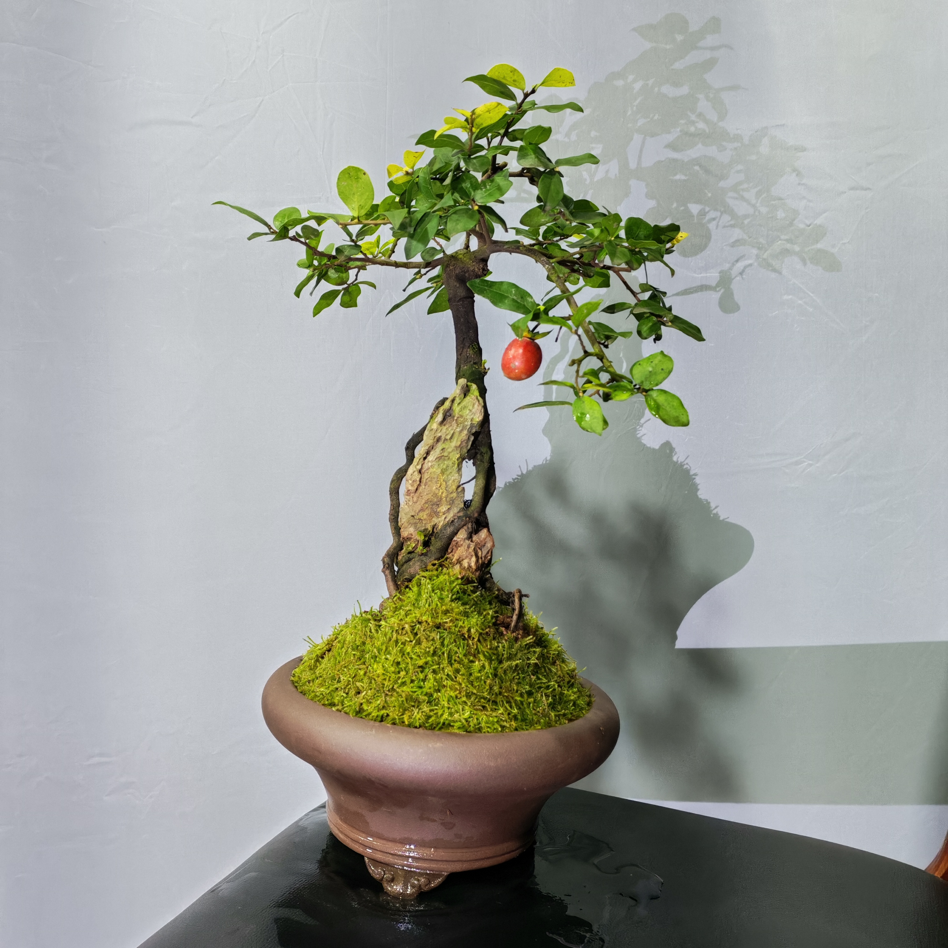 精品金弹子盆景观花果根植物可用于庭院室内摆放