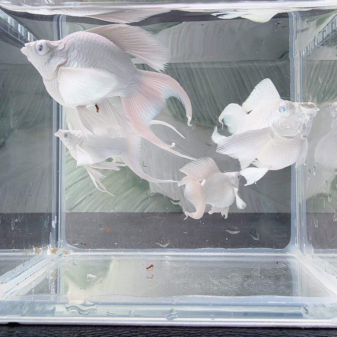 孔雀鱼燕尾瓷白玛丽球