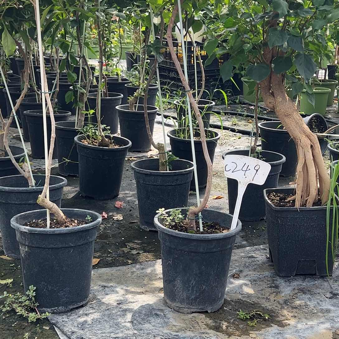 大部分开放少量花苞C249随机棒棒糖桩一颗，黑盆