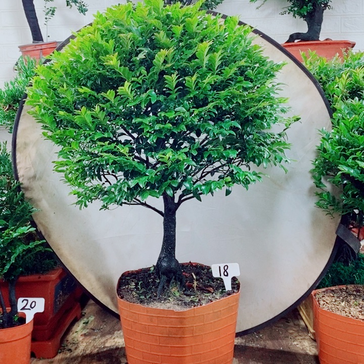 松***涛完全开放18编号紫檀