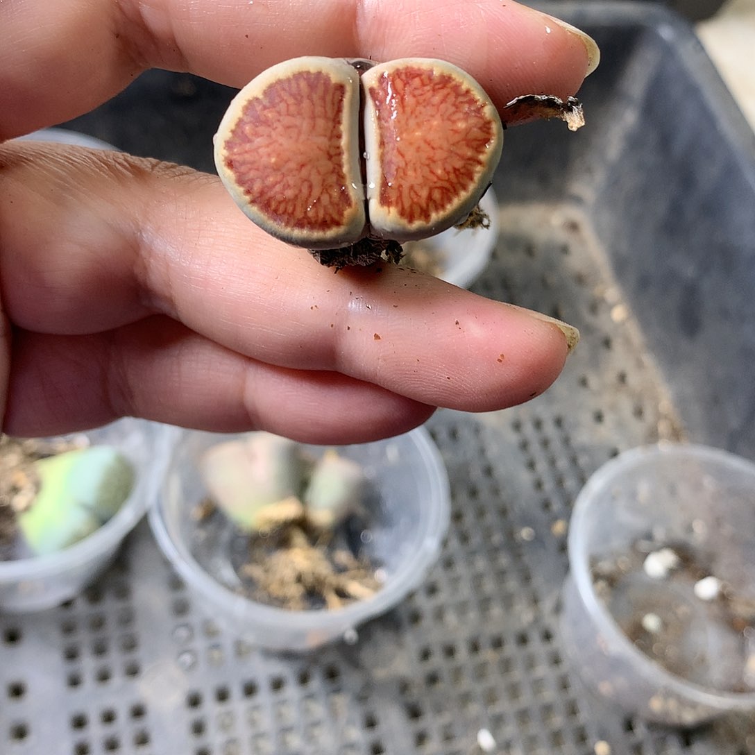 A449多肉植物保护研究所