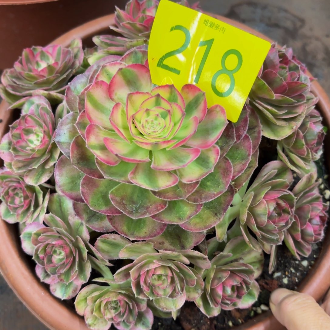 哈哈多肉葡萄福利218